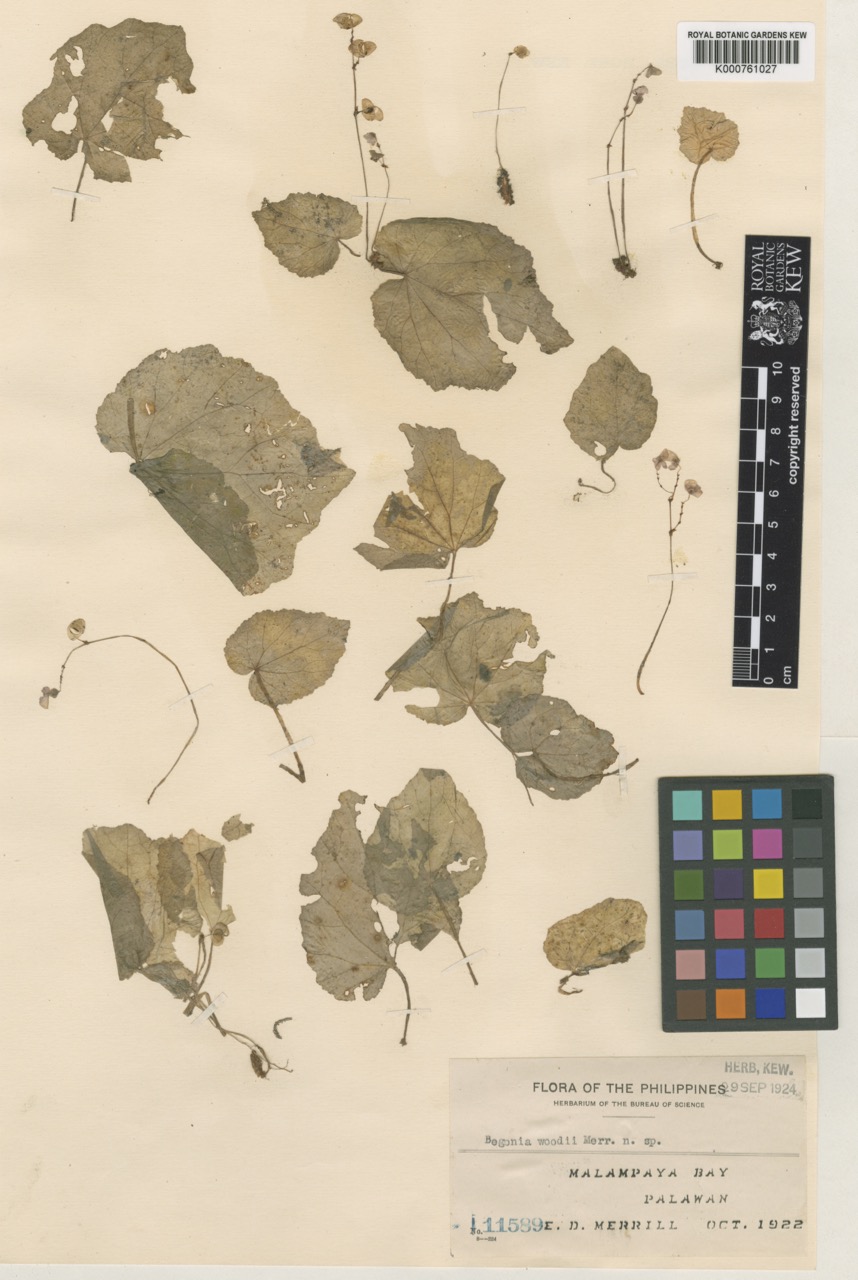 B. woodii